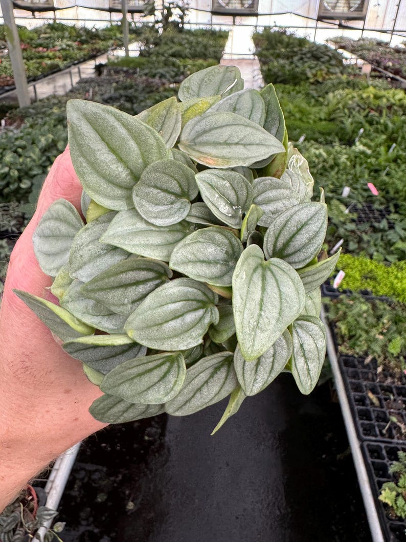Peperomia Napoli Nights - Thumbnail 3