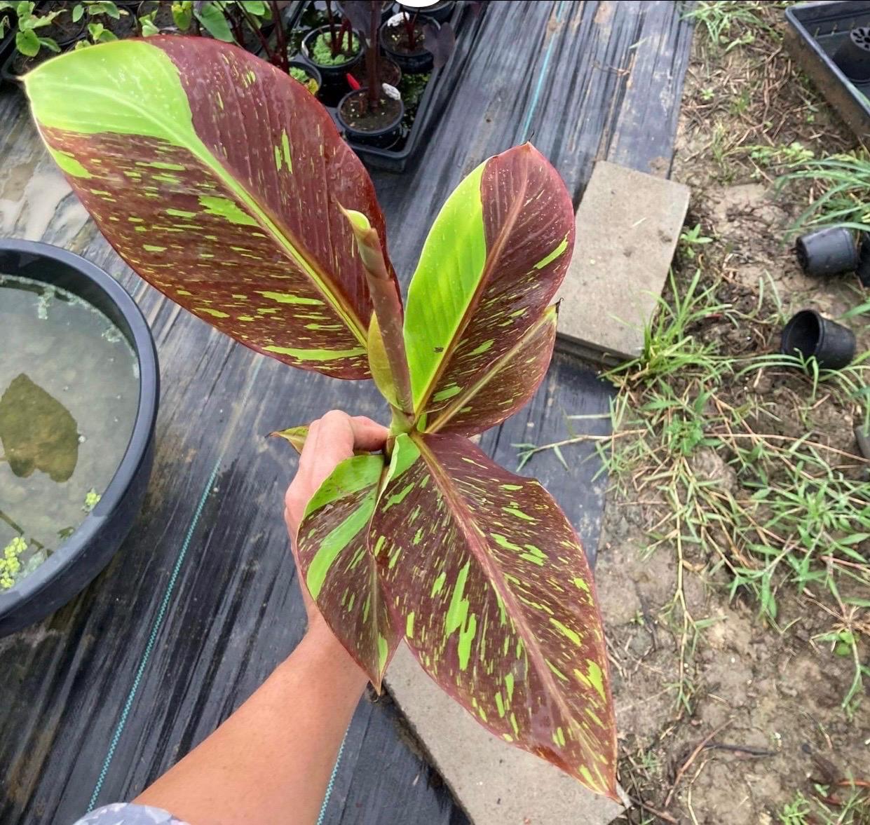 Siam ruby banana Starter Plant (ALL STARTER PLANTS require you to purchase 2 plants!)