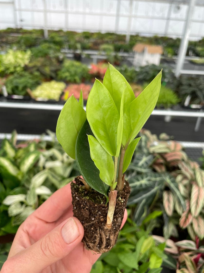 Zamioculcas Zamiifolia ZZ Starter Plant - Thumbnail 2