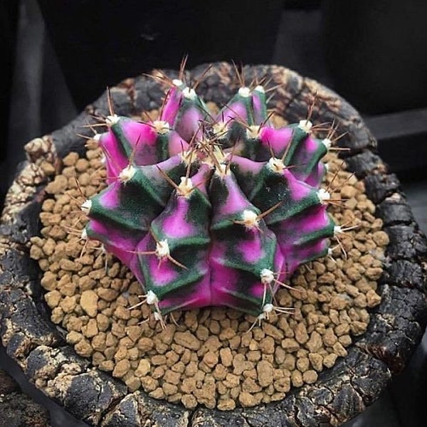 gymnocalycium mihanovichii “pink diamond” cactus Starter Plant (ALL STARTER PLANTS require you to purchase 2 plants!)