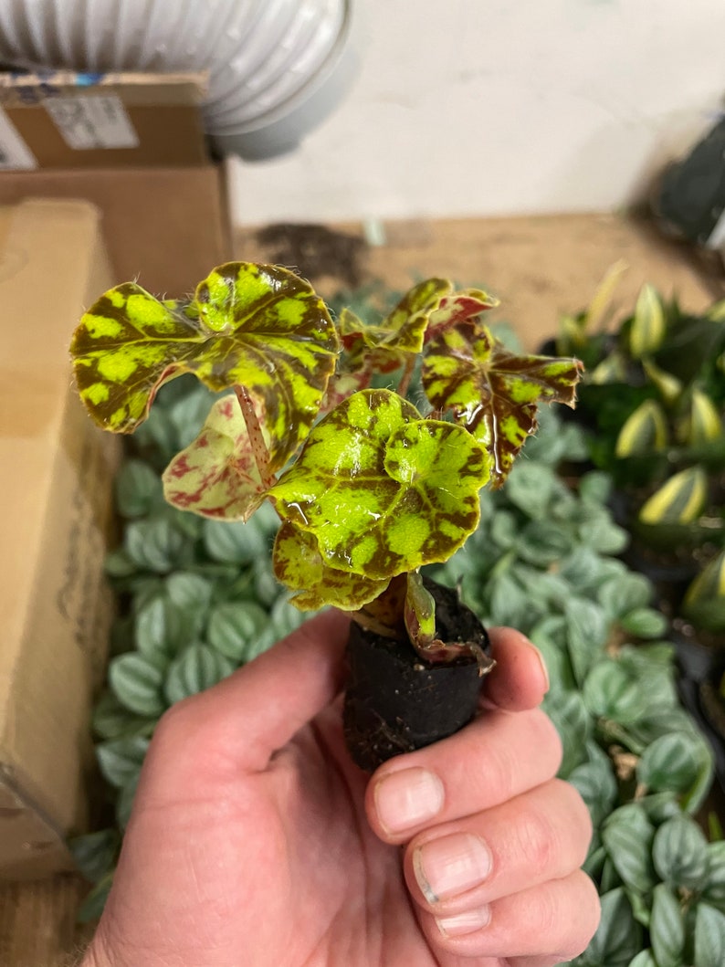Begonia Rex zumba Starter Plant ALL STARTER PLANTS require you to purchase 2 plants image 4