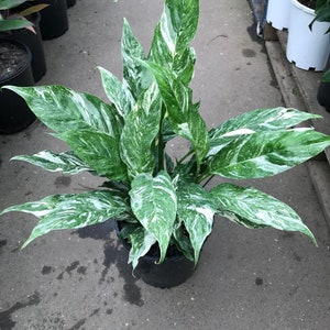 Variegated Spathiphyllum Peace Lily “domino” Starter Plant (ALL STARTER PLANTS require you to purchase 2 plants!)