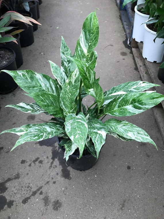 Variegated Peace Lily domino Starter Plant ALL STARTER Etsy