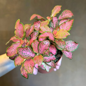 May include: A potted Fittonia plant, also known as a nerve plant, with vibrant pink and green leaves. The leaves have a striking pattern of pink veins and green edges. The plant is in a brown pot, held by a person.