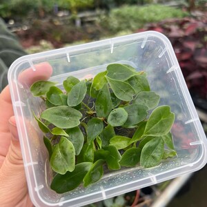alocasia denudata longiloba  tissue culture (ALL PLANTS require you to purchase 2 plants!)