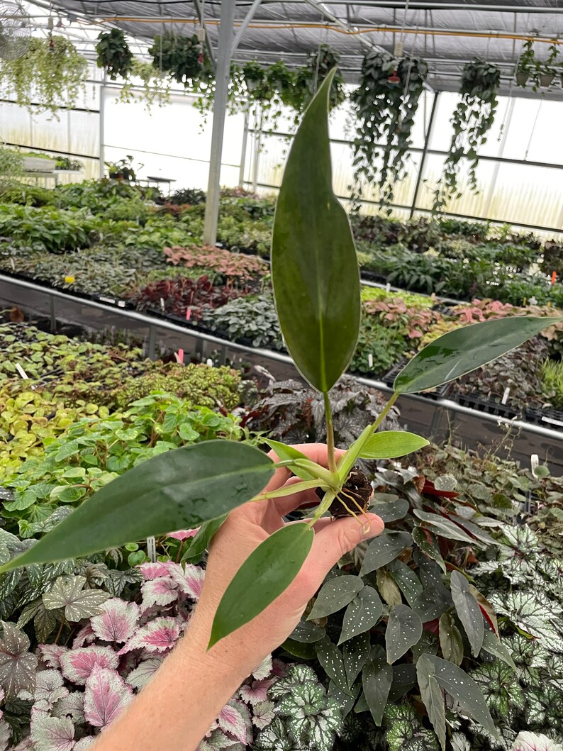 TheGreenEscape Philodendron Mexicanum Plant - Thumbnail 4