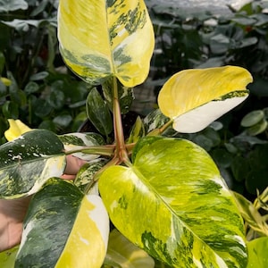 May include: A Philodendron plant featuring variegated heart-shaped leaves with a mix of bright yellow, cream, and deep green colors. The foliage displays distinct marbled patterns and splashes of color across the surface of each leaf.