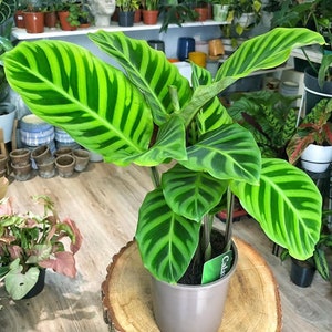 Calathea Zebrina Starter Plant (ALL STARTER PLANTS require you to purchase 2 plants!)