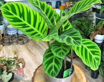 Homalomena Black Velvet Starter Plant (ALL STARTER PLANTS Homalomena Black Velvet Starter Plant (ALL STARTER PLANTS