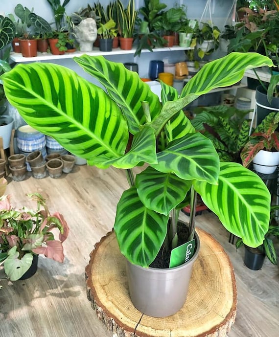 jungle velvet calathea Calathea warscewiczii – Jungle Velvet Prayer Plant – Plant Studio main image 1