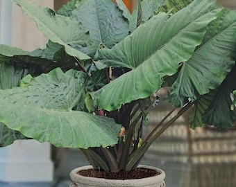 May include: A large elephant ear plant with broad, green leaves in a decorative, light-colored pot. The plant has thick stems and a full, lush appearance, suitable for indoor or outdoor decor.