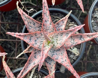 Aloe pink blush Starter Plant (ALL STARTER PLANTS require you to purchase 2 plants!)