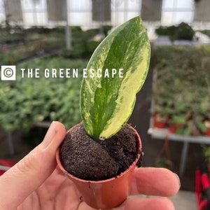 May include: A small potted plant with a large, variegated leaf. The leaf is green with creamy yellow edges and a central green stripe. The pot is brown, and the text "THE GREEN ESCAPE" is visible.