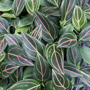 Aglaonema red vein Starter Plant ALL STARTER PLANTS require you to purchase 2 plants image 1