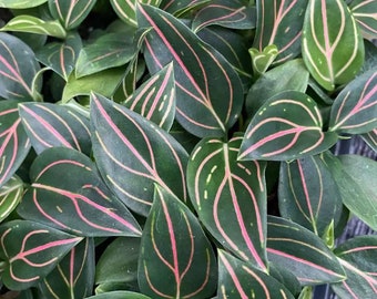 Aglaonema red vein Starter Plant (ALL STARTER PLANTS require you to purchase 2 plants!)