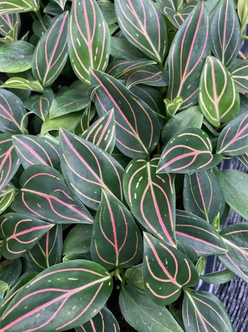 Aglaonema red vein Starter Plant ALL STARTER PLANTS require you to purchase 2 plants image 1