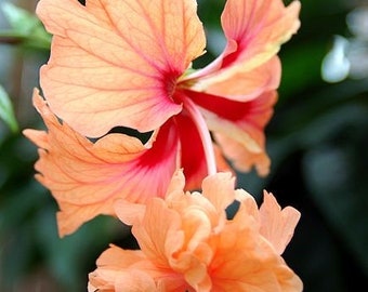 El capitolio orange hibiscus Starter Plant (ALL STARTER PLANTS require you to purchase 2 plants!)