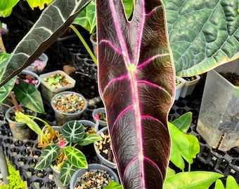 Culture tissulaire d'alocasia denudata longiloba (achat de 2 plants pour TOUTES LES PLANTES !)