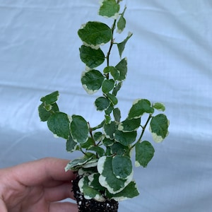 Ficus pumila variegata variegated creeping fig Starter Plant ALL STARTER PLANTS require you to purchase 2 plants image 2