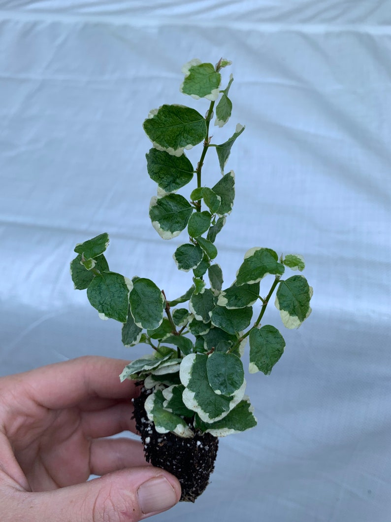 Ficus pumila variegata variegated creeping fig Starter Plant ALL STARTER PLANTS require you to purchase 2 plants image 2