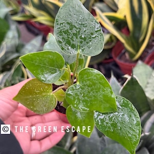 Anthurium White heart 2” pot (ALL PLANTS require you to purchase 2 plants!)