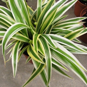 Spider Plant  “Chlorophytum Zebrina” Starter Plant (ALL STARTER PLANTS require you to purchase 2 plants!)