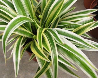 Spider Plant  “Chlorophytum Zebrina” Starter Plant (ALL STARTER PLANTS require you to purchase 2 plants!)