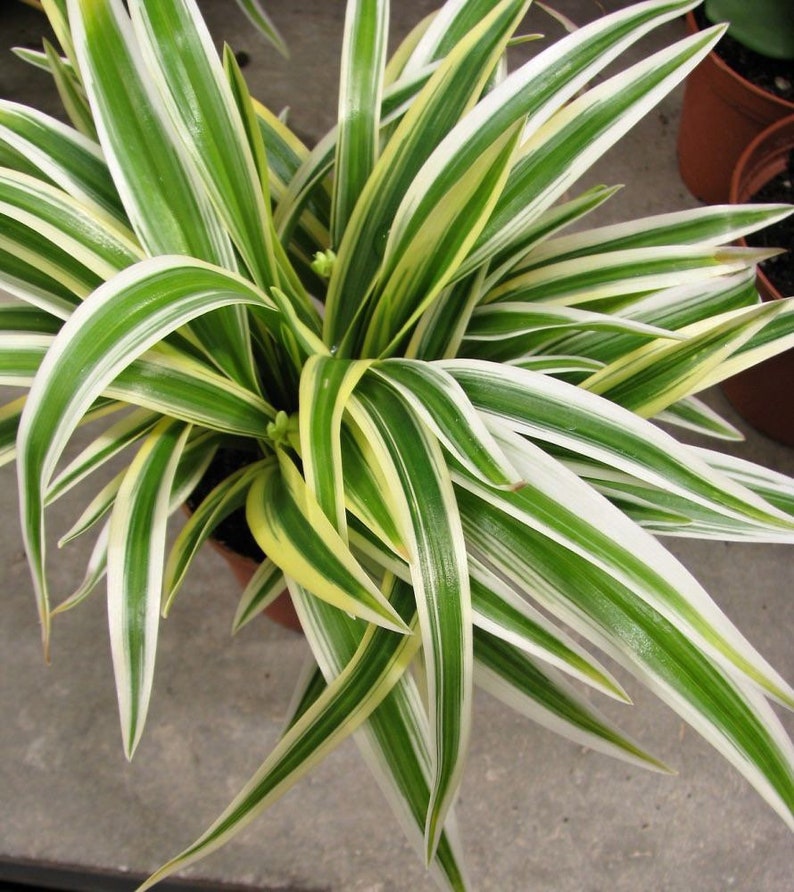 Spider Plant Chlorophytum Zebrina Starter Plant ALL STARTER PLANTS require you to purchase 2 plants image 1