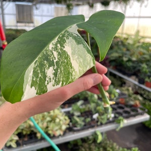Rooted monstera albo cutting ALL PLANTS require you to purchase 2 plants image 6