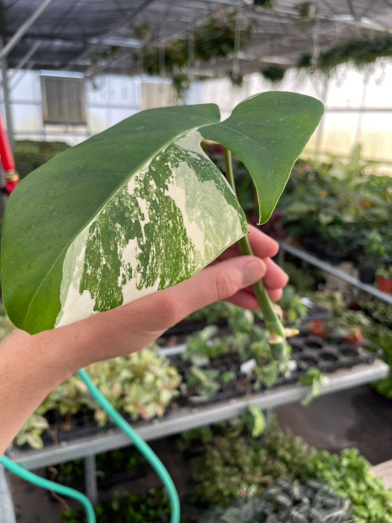 Rooted monstera albo cutting ALL PLANTS require you to purchase 2 plants image 6