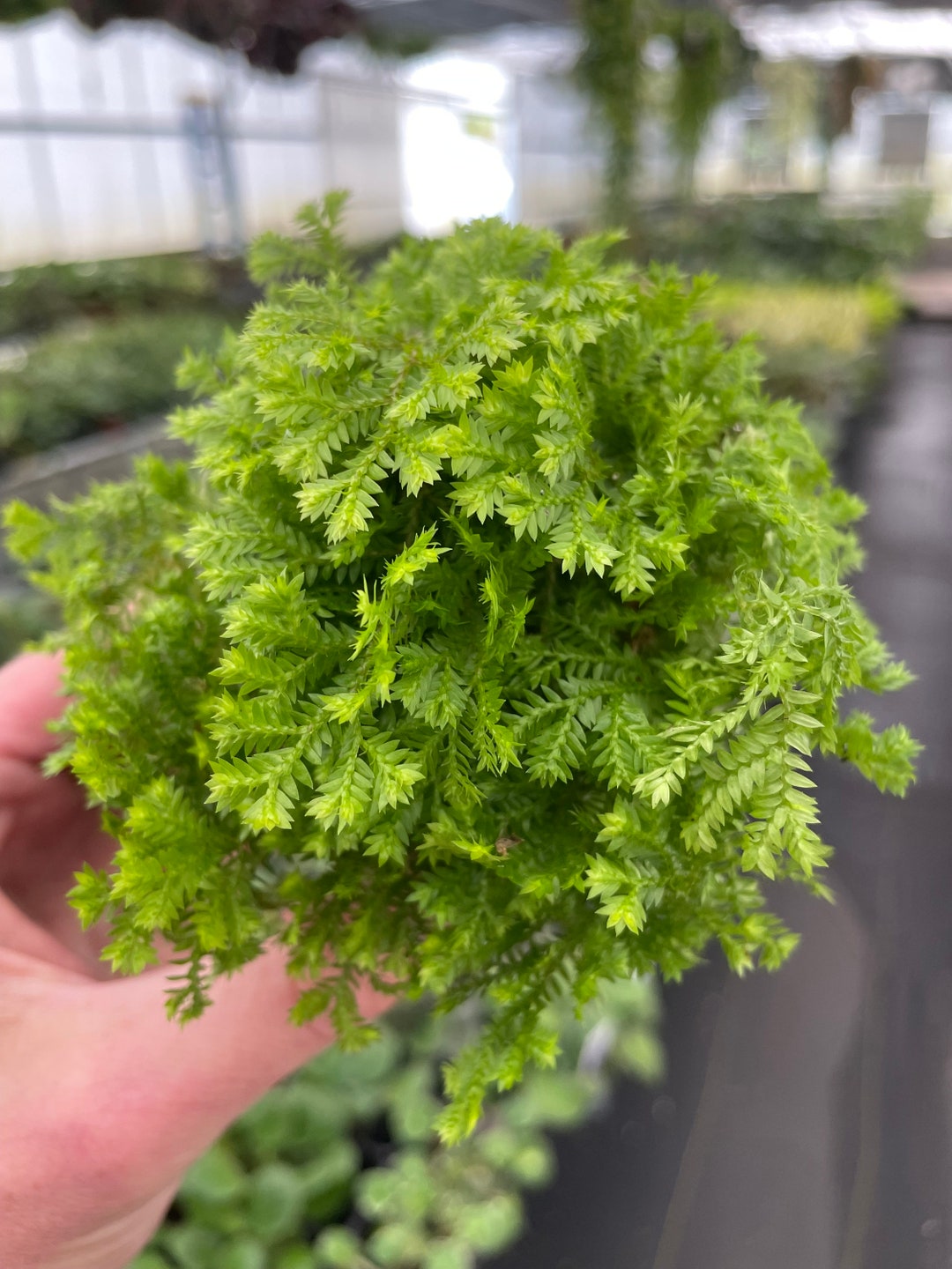 Terrarium Spike Moss Starter Plant ALL STARTER PLANTS Require You to