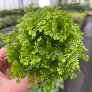 May include: A close-up of a vibrant green plant with small, fern-like leaves. The plant is densely packed, forming a rounded shape. The bright green color suggests healthy growth. The background is blurred, indicating a greenhouse setting.
