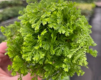 Selaginella Kraussiana green Spikemoss Starter Plant (ALL STARTER PLANTS  Require You to Purchase 2 Plants!) - Etsy