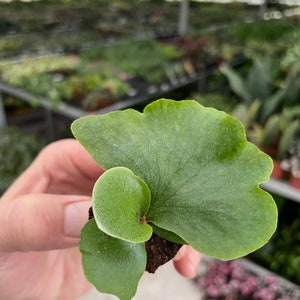 Platycerium wandae Staghorn Fern Starter Plant ALL STARTER PLANTS require you to purchase 2 plants image 6