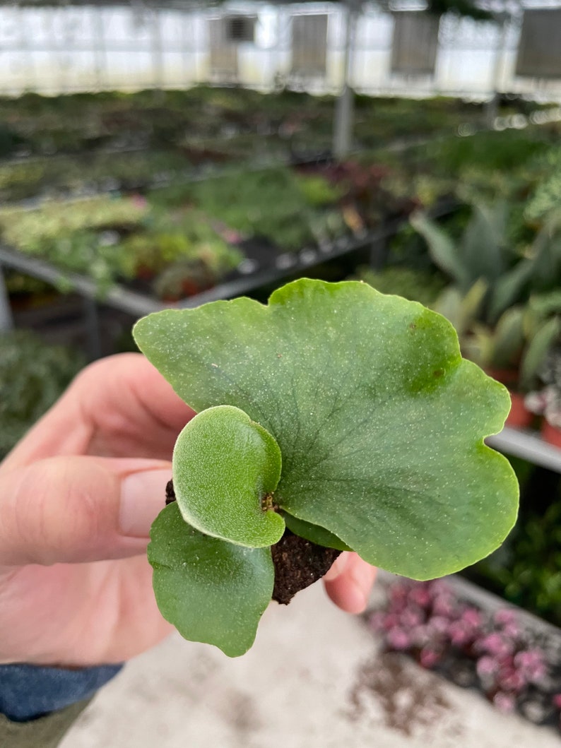 Platycerium wandae Staghorn Fern Starter Plant ALL STARTER PLANTS require you to purchase 2 plants image 6