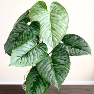 philodendron sodiroi Starter Plant (ALL STARTER PLANTS require you to purchase 2 plants!)