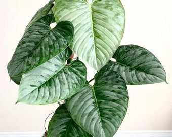 philodendron sodiroi Starter Plant (ALL STARTER PLANTS require you to purchase 2 plants!)