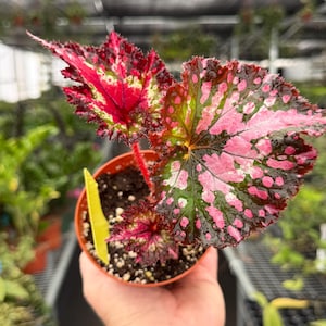 Exact Plant Begonia “Voodoo Queen” Specific 4” Pot RSE4184 | G/H (All PLANTS require you to purchase 2 plants!)