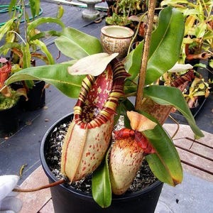 May include: A potted carnivorous pitcher plant, featuring large, speckled, beige pitchers with red and yellow striped interiors. The plant has broad, green leaves and is set against a background of other plants and garden elements.