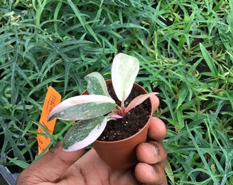 Philodendron black cherry Pink Princess 2” pot (ALL PLANTS require you to purchase 2 plants!)
