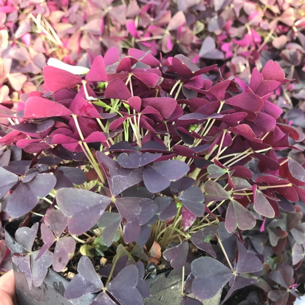 Oxalis Triangularis Ebony Allure Starter Plant (ALL STARTER PLANTS require you to purchase 2 plants!)