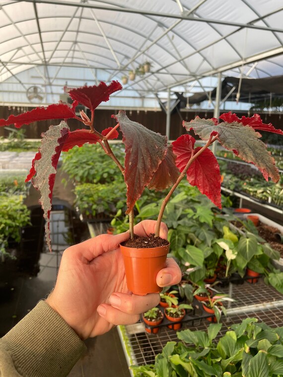Black begonia 2024