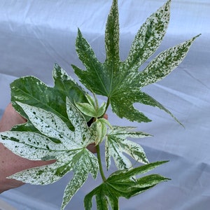 Fatsia japonica spiders web Starter Plant (ALL STARTER PLANTS require you to purchase 2 plants!)