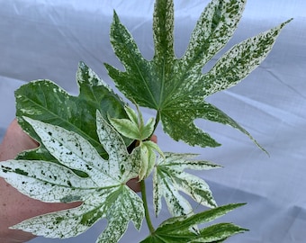 Fatsia japonica spiders web Starter Plant (ALL STARTER PLANTS require you to purchase 2 plants!)