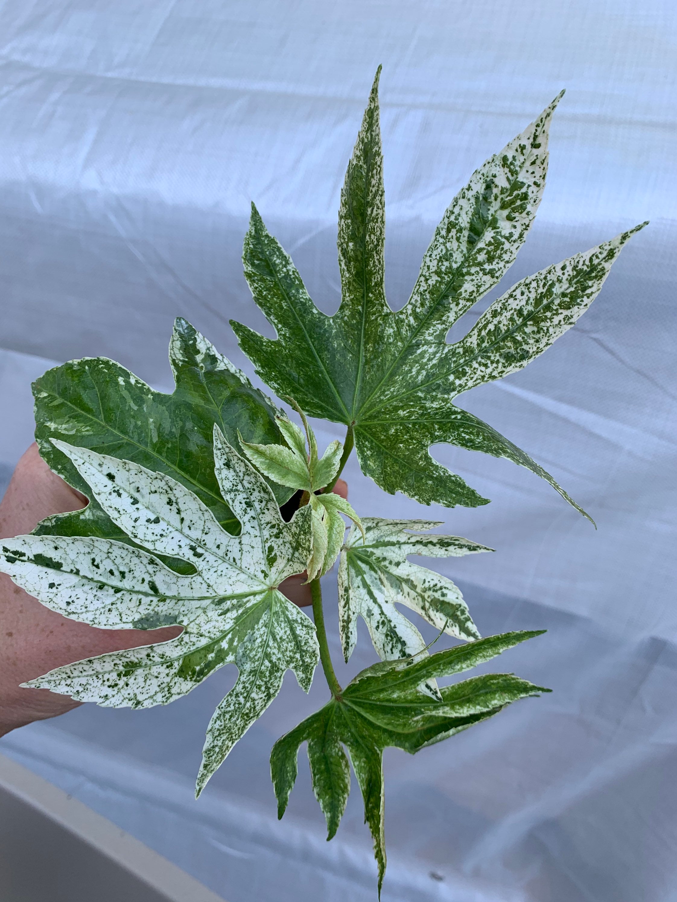 Fatsia japonica spiders web Starter Plant (ALL STARTER PLANTS require…