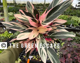 Stromanthe triostar 6” pot (ALL PLANTS require you to purchase 2 plants!)