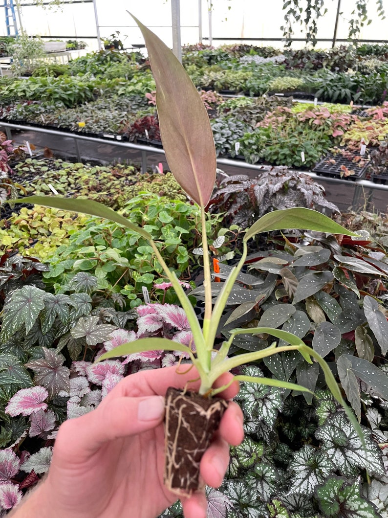 TheGreenEscape Philodendron Mexicanum Plant - Thumbnail 2
