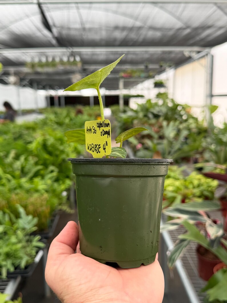 TheGreenEscape Anthurium Crystallinum x Dorayaki - Thumbnail 4