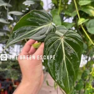 May include: Close-up of a vibrant green plant with large, heart-shaped leaves. The leaves have prominent white veins and a glossy texture. The text "THE GREEN ESCAPE" is visible in the lower left corner. The plant is in a greenhouse setting.
