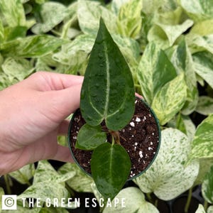 May include: A small potted plant with dark green leaves and a prominent white vein. The plant is held in a green pot with soil. The background features other plants with variegated green and white leaves. The text "THE GREEN ESCAPE" is visible at the bottom.